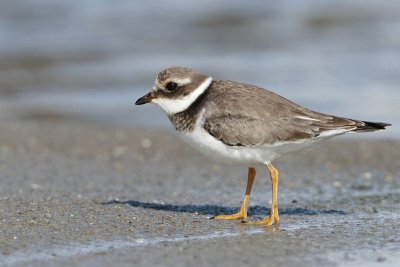 ringed plover