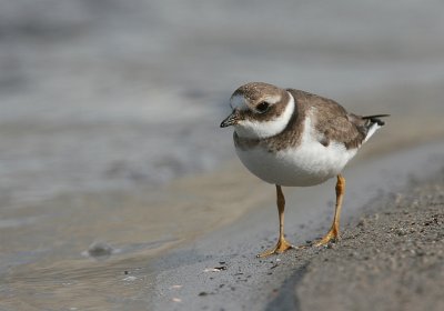 ringed plover