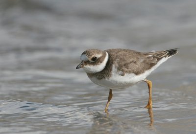 ringed plover