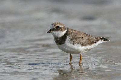 ringed plover