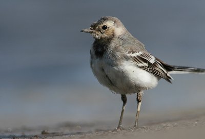 white wagtail