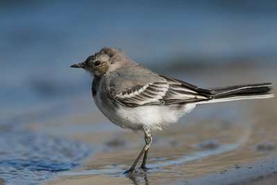 white wagtail