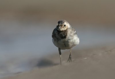 white wagtail