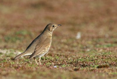 song_thrush