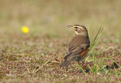 Redwing