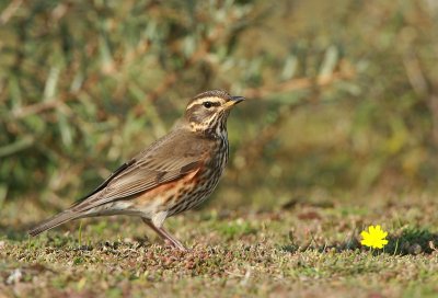 Redwing