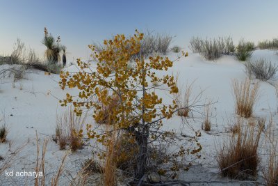 White Sands - Fall colors