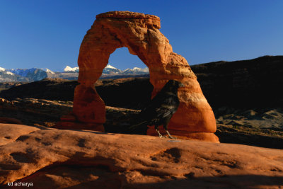 Delicate Arch, Arches National Park, do you see the raven?
