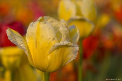 Tulips