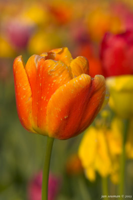 Tulips