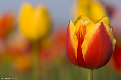 Tulips