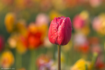 Tulips
