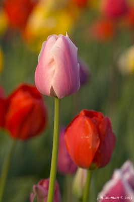 Tulips