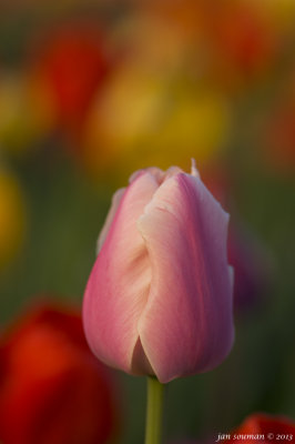 Tulips