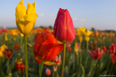 Tulips