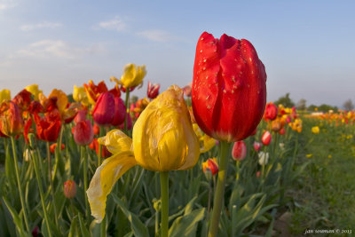 Tulips