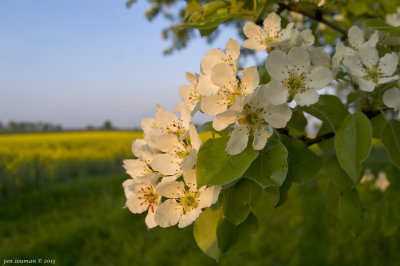 Blossoms