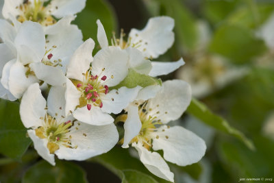 Blossoms