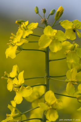 Rapeseed