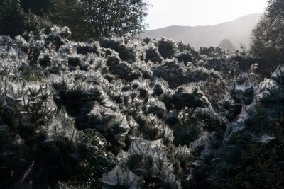 gorse.jpg