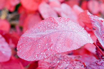 leaf.jpg