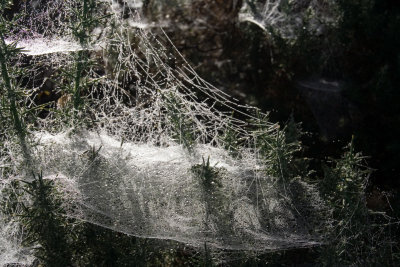 web.jpg