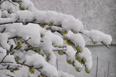 Winter-Spring 2007