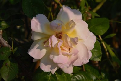 g6/59/257559/3/86262740.Z3vScS5I.jpg
