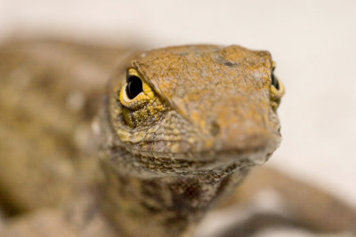 Lizard expression