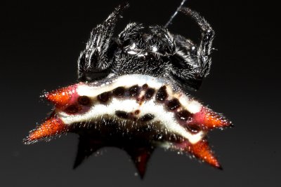 Spiny crab-like orb-weaver front