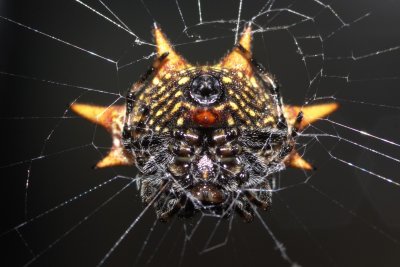 Spiny crab-like orb-weaver underneath