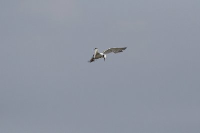 Tern hovering