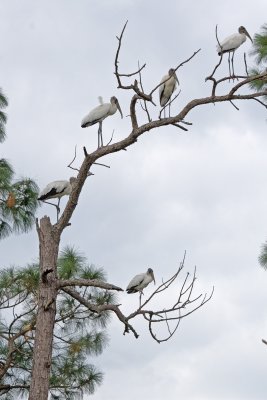 Work Stork Tree