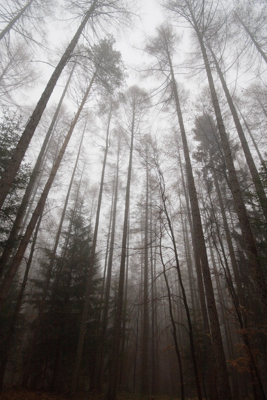 Forest II.