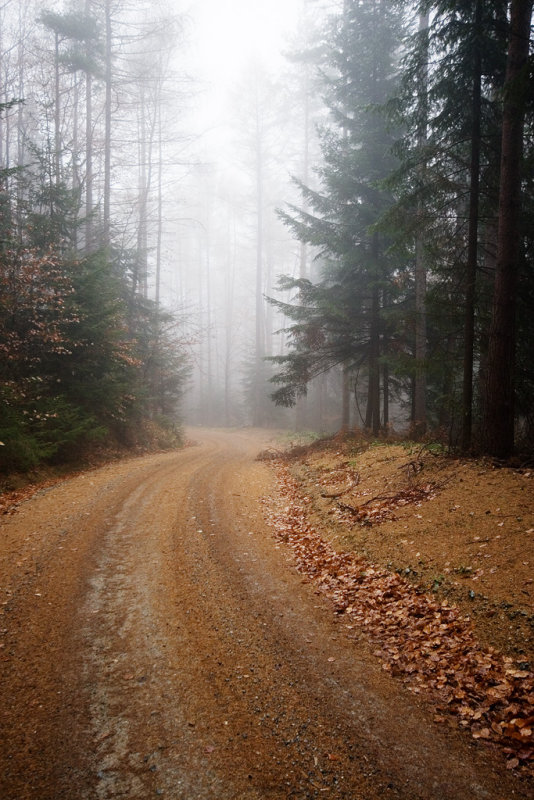 Forest III.