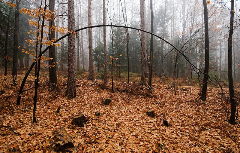 Forest IV.
