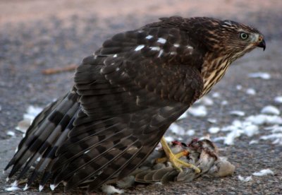 Hawk Feeding