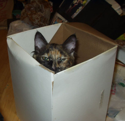 augiebox.jpg