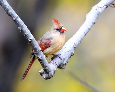 Cardinals