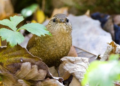 Winter Wren