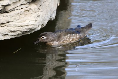 Wood Ducks