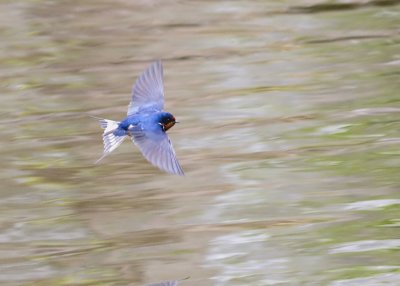 Swallows in Flight