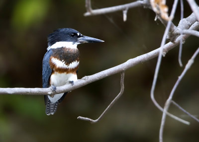 Belted Kingfisher