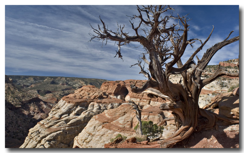 Snag, Cassidy Arch