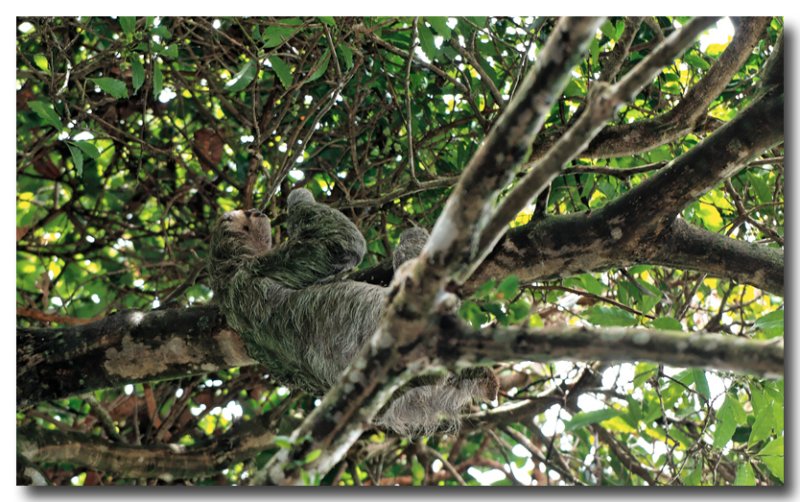 Tow-toed sloth 1