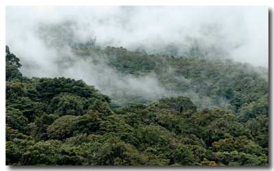 Cloud forest 1