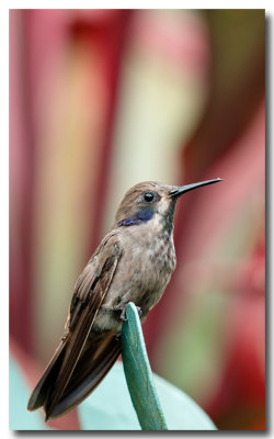 Humming bird