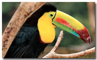 Toucan