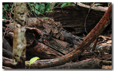 Black Iguana