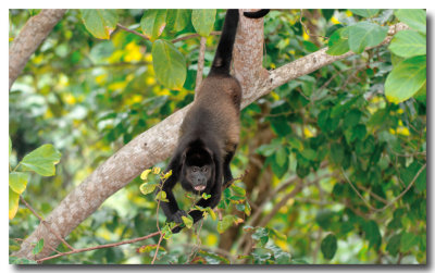 Howler monkey 1